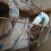 مرغ عشق|پرنده|داراب, |دیوار