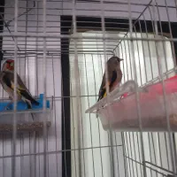 سهره نر به شرط|پرنده|ساری, |دیوار