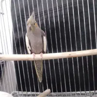 عروس هلندی نرو ماده|پرنده|ازنا, |دیوار