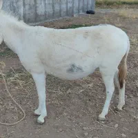 فروش سه راس الاغ|حیوانات مزرعه|الشتر, |دیوار