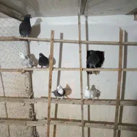 کفتر پرشی ۱۳ عدد