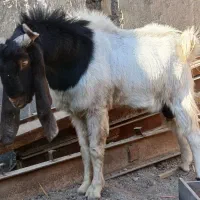 بزونربز|حیوانات مزرعه|مشهد, شیرحصار|دیوار