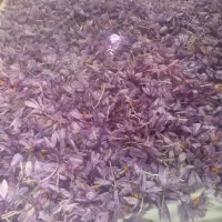 خرید و فروش گل زعفران(استعلام روزانه قیمت)|خوردنی و آشامیدنی|قائن, |دیوار