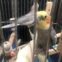 عروس هلندی مولد