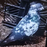 یگ عدد کبوتر گم شده