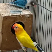۲ جفت کوتوله با جوجه یک جفت زرد یک جفت آبی کاربنی|پرنده|شاهین‌شهر, گزبرخوار|دیوار
