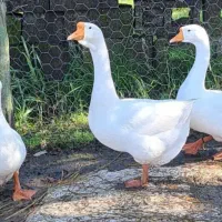 تخم قوغاز اصیل|حیوانات مزرعه|رشت, لاکان|دیوار