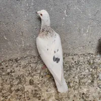 سرور ماده آس...کله نروماده