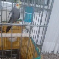 عروس هلندی جفت