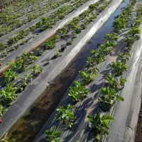 فروش بوته توت فرنگی ریشه لخت|گل و گیاه طبیعی|فریم, |دیوار