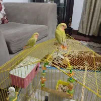 طوطی برزیلی یک جفت.