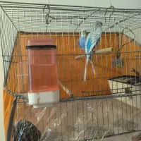 مرغ عشق|پرنده|ارومیه, |دیوار