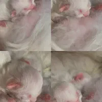 گربه
