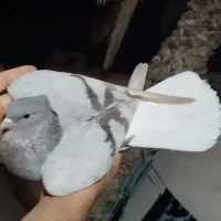 ماده کاغذی دمسفید