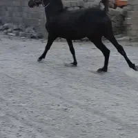 کره اسب شجره داره