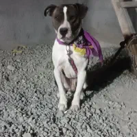 واگذاری دو قلاده سگ پیت بول وژرمن بلاگ