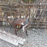 بز نر  چپشت