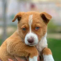 سگ ماده میکس پیتبول و روتریور