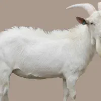 پازن وکهر سانن