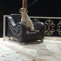 سگ پیت یت پول ماده اصل نزدیک جفت‌گیری