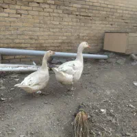 دو عدد غاز نر و ماده یکسالع