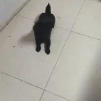 توله شیتزو چهارماهه