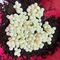 فروش روغن تخم حلزون