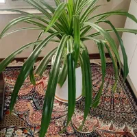 گل پاندانوس طبیعی بزرگ