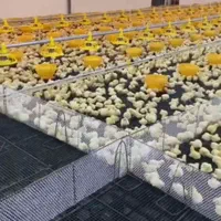 جوجه مرغ گوشتی راس308|حیوانات مزرعه|تهران, صادقیه|دیوار