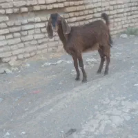 بزغاله نر