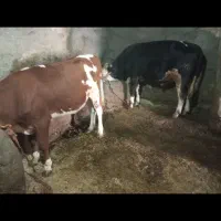 گوساله نر سمینتال درجه یک گوساله سمینتال ماده
