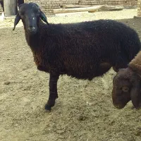 دوراس بره نر همو هفت ماهه|حیوانات مزرعه|باغ حلی, |دیوار