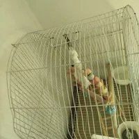 قفس|لوازم جانبی حیوانات|فردیس, فردیس|دیوار