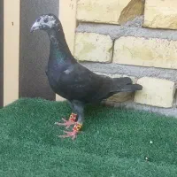 بزک سیا ماده قابل ارسال به همه نقاط