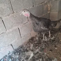 بوقلمون ماده نژاد دار