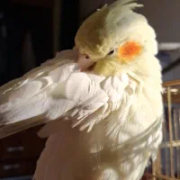 عروس هلندی ماده لوتینو|پرنده|تهران, شهرک نفت|دیوار