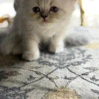گربه
