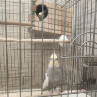 عروس هلندی و مرغ عشق