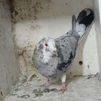 کبوتر|پرنده|فولادشهر, سایت صنعتی کاوه|دیوار