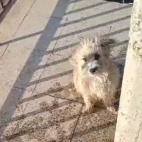 واگذاری رایگان|سگ|پردیس, فاز ۲|دیوار