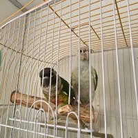 فروش ۲عدد گرینچیک دستی|پرنده|کیش, |دیوار