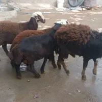 بره|حیوانات مزرعه|الیگودرز, |دیوار