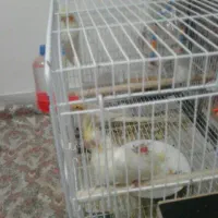 یک جفت عروس مولد با جوجه فوری|پرنده|دامغان, |دیوار