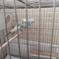 معاوضه یک عدد مرغ عشق نر با ماده