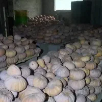 کدو انجیری بهاره|خوردنی و آشامیدنی|ضیابر, |دیوار