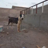 توله سگ الابای