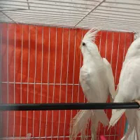 عروس هلندی(البینو)|پرنده|مشهد, امام خمینی|دیوار