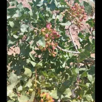 باغ پسته ۲۰ ساله، یک هکتار،فروش فوری(زیرقیمت )