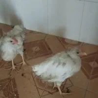 جوجه