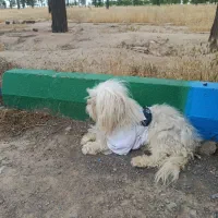 سگ عروسک|سگ|تربت جام, میان جام|دیوار